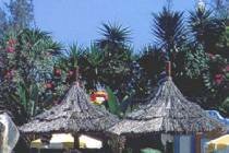 Фотография отеля Ifa Beach 3* (Испания, Гран Канария)