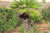 Фотография отеля The Westin Resort, Costa Navarino 5* (Греция, Пелопоннес)