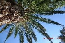 Grecotel Daphnila Bay Thalasso 4+*.  .  2011